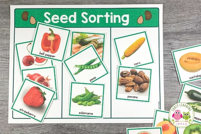 Seed study for preschoolers - observe seeds in foods that we eat.