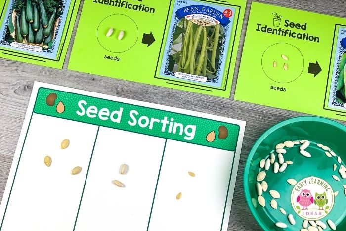 Identify and sort different types of seeds with preschoolers