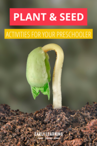plant activity ideas for preschoolers
