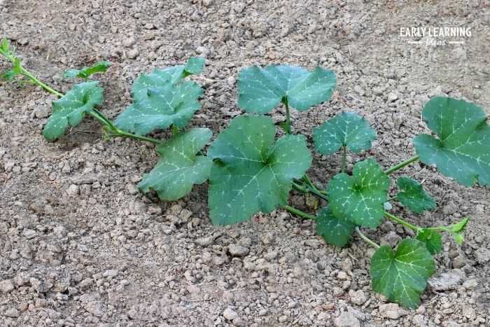 A pumpkin plant is the next stage of the pumpkin life-cycle.