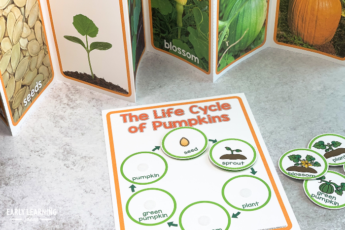 pumpkin life cycle printable book and activity. A pumpkin investigation is an example of fall science projects for preschoolers