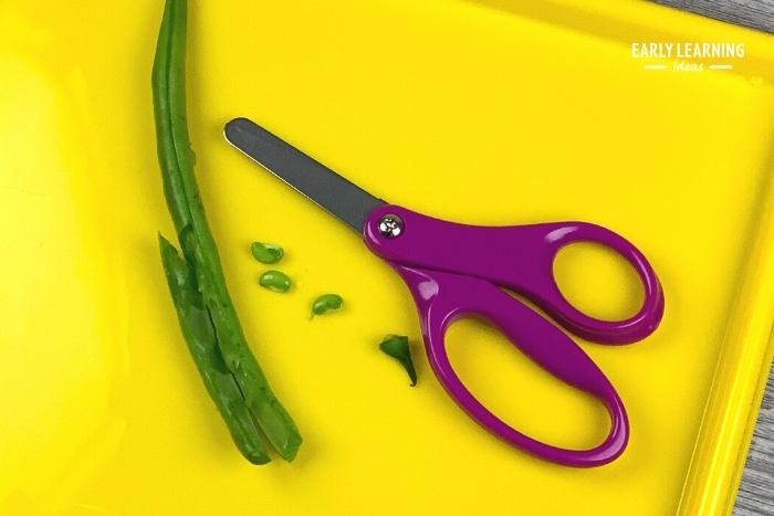 Kids can cut beans or other food items to get cutting practice - ideas for cutting activities for preschoolers
