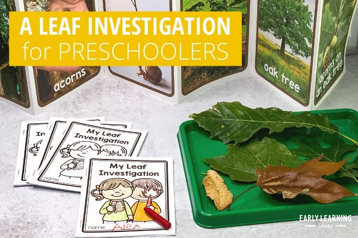 preschool leaf investigation