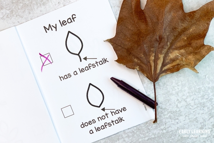Leaf activity - Kids identify if the leaf has a stem, petiole, or leafstalk