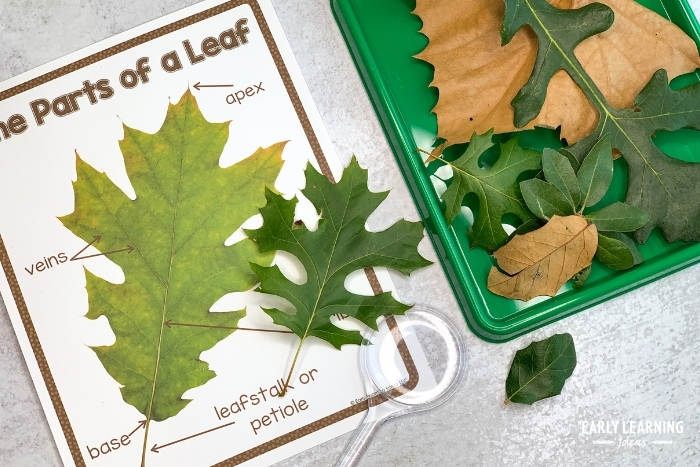 parts of a leaf for kids