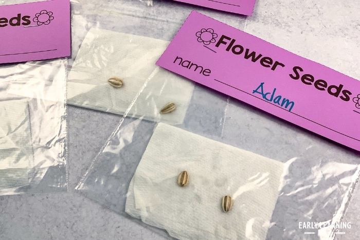 flower seed planting bags in flower science investigation project