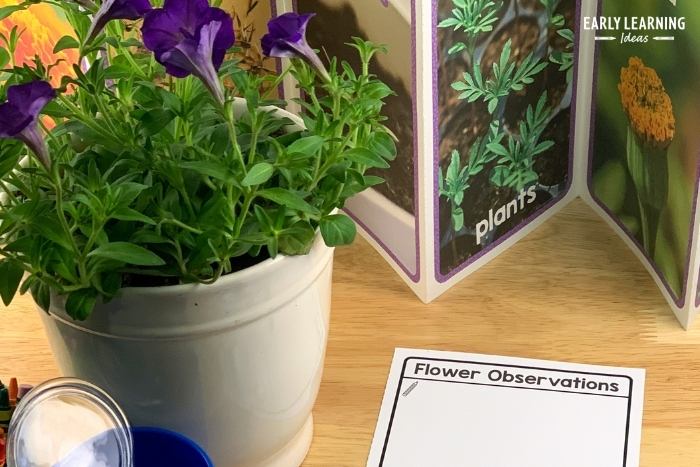 observing flowers during a flower science study for preschoolers