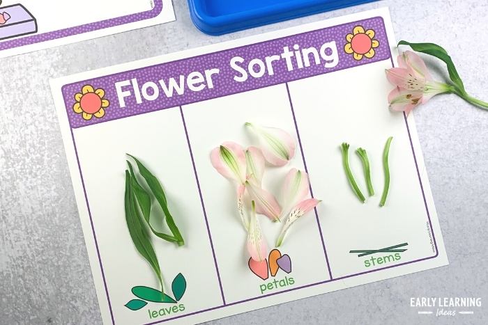 flower parts sorting activity during a preschool flower science investigation activity
