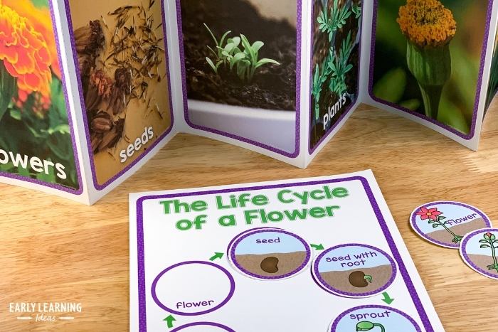 Flower life cycle activity