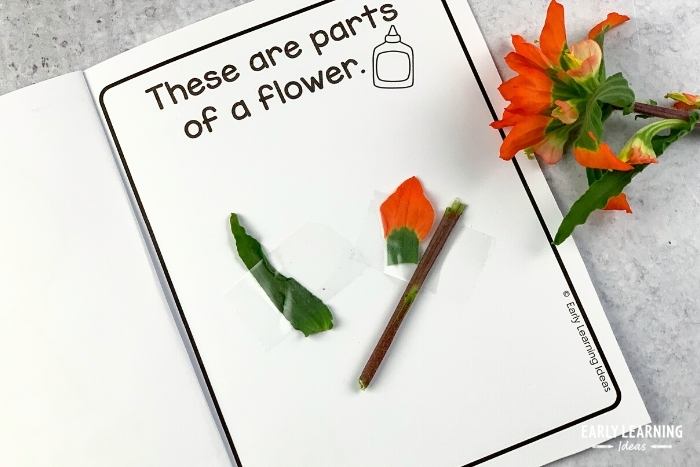 learn the parts of a flower in the flower science investigation
