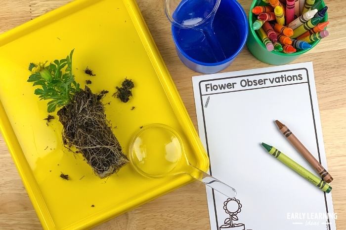 flower science investigation for preschool and kindergarten