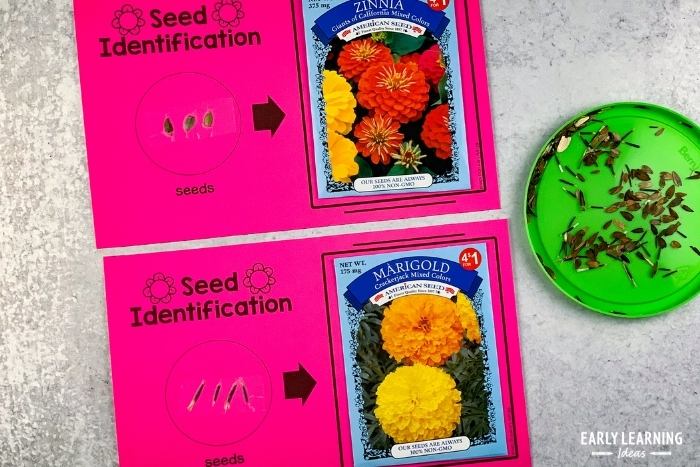 flower seed identification during flower science investigation for preschoolers