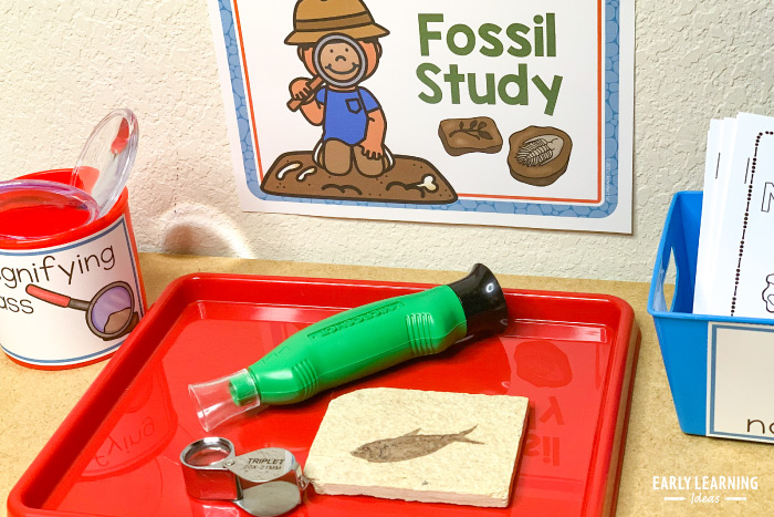 study fossils