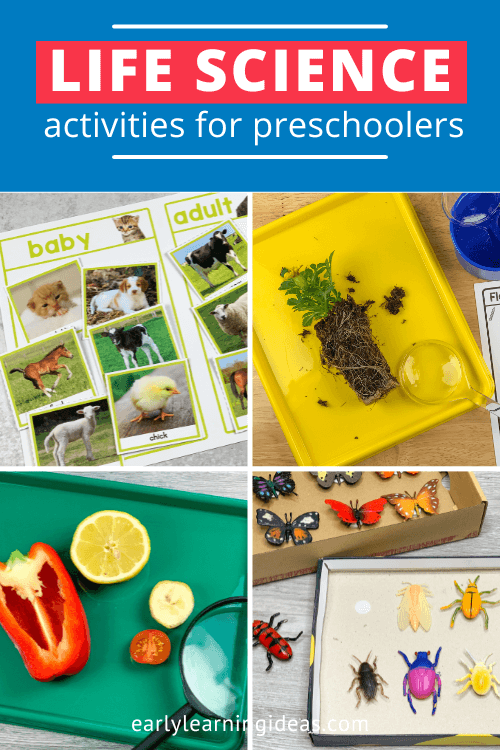 life science activities for preschoolers