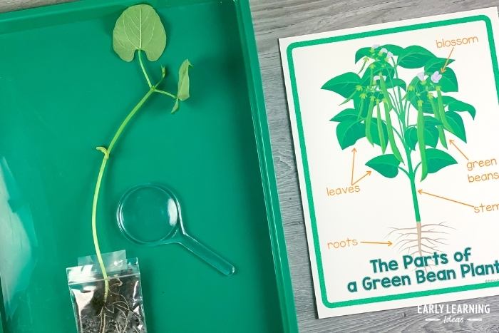 study plant parts and the plant life cycle