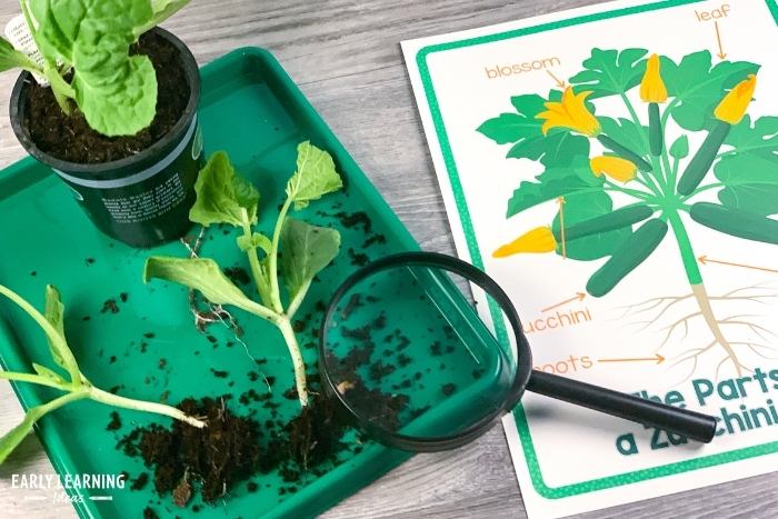 study the part of a plant with your preschoolers