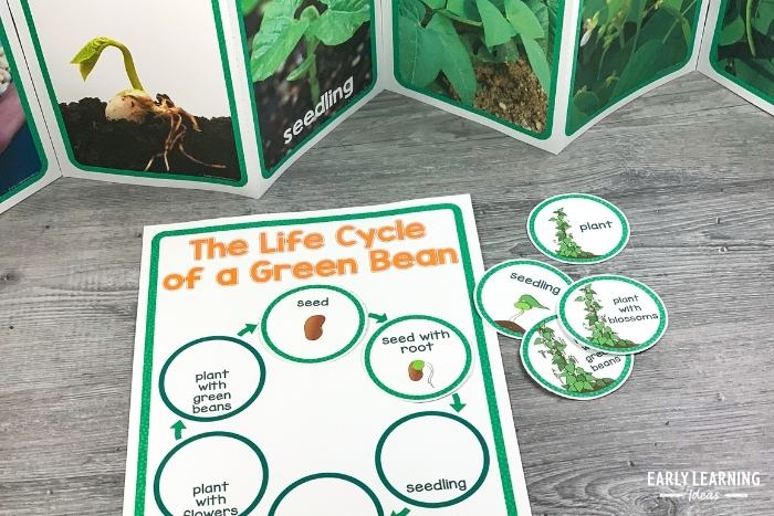 teach the life cycle of a plant in your science center