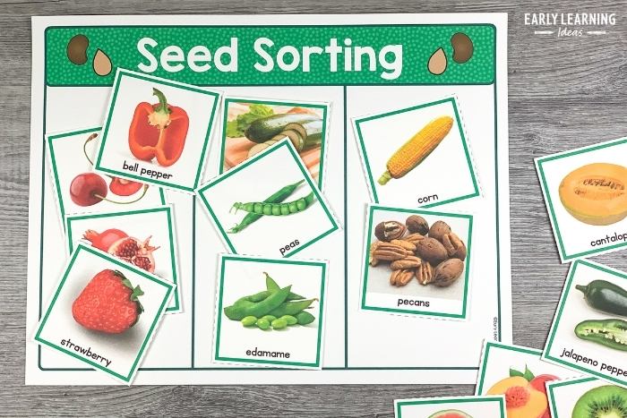 plant and seed sorting activity for kids