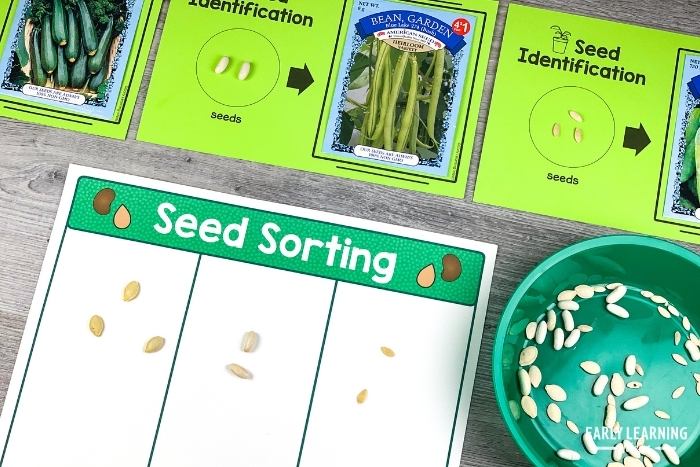 seed sorting activity for preschoolers