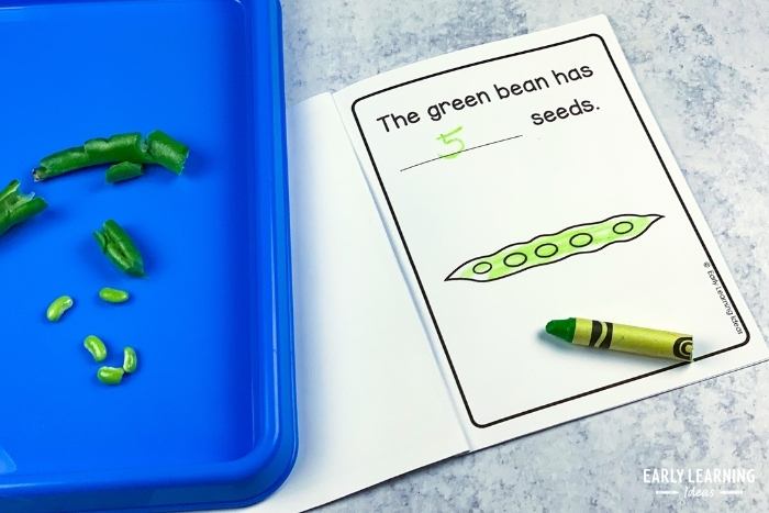 green bean investigation plant activity for preschoolers