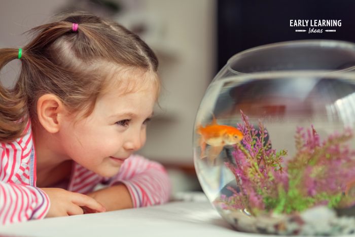 A girl looking at a goldfish in a science center for preschool