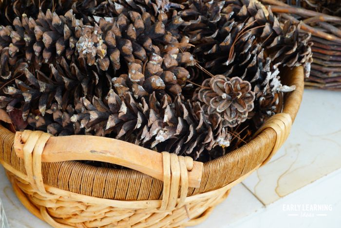 a basket of pine cones in a science center for preschool
