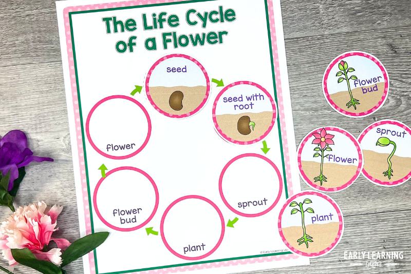 Interactive life cycle of a flower chart.