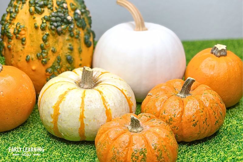 Various pumpkins on green rug for a pretend pumpkin patch for preschool kids.